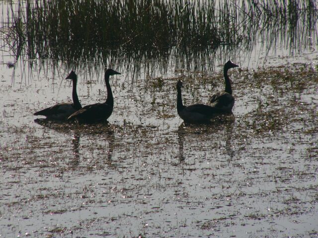 Magpie Geese